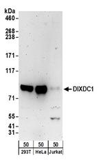 DIXDC1 Antibody in Western Blot (WB)