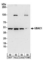 UBAC1 Antibody in Western Blot (WB)