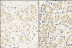 c-Myb Antibody in Immunohistochemistry (Paraffin) (IHC (P))