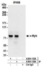 c-Myb Antibody in Immunoprecipitation (IP)