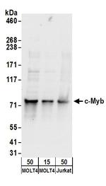 c-Myb Antibody in Western Blot (WB)