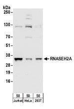 RNASEH2A Antibody in Western Blot (WB)