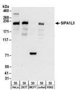 SIPA1L3 Antibody in Western Blot (WB)