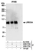 LRRC8A Antibody in Immunoprecipitation (IP)