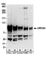 LRRC8A Antibody in Western Blot (WB)