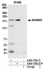 SHANK3 Antibody in Immunoprecipitation (IP)