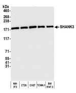 SHANK3 Antibody in Western Blot (WB)