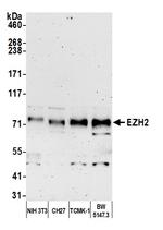 EZH2 Antibody in Western Blot (WB)