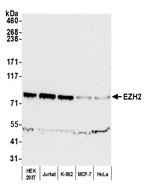 EZH2 Antibody in Western Blot (WB)