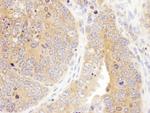 Septin 7 Antibody in Immunohistochemistry (Paraffin) (IHC (P))