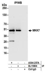 MKK7 Antibody in Immunoprecipitation (IP)