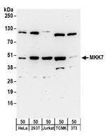 MKK7 Antibody in Western Blot (WB)