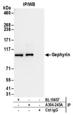 Gephyrin Antibody in Immunoprecipitation (IP)