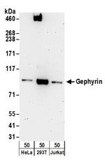 Gephyrin Antibody in Western Blot (WB)