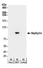 Gephyrin Antibody in Western Blot (WB)