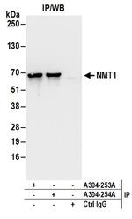 NMT1 Antibody in Immunoprecipitation (IP)