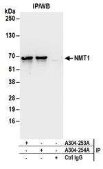 NMT1 Antibody in Immunoprecipitation (IP)