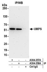 UMPS Antibody in Immunoprecipitation (IP)