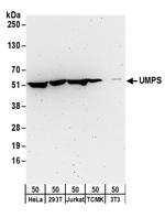 UMPS Antibody in Western Blot (WB)