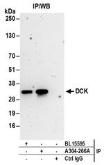 DCK Antibody in Immunoprecipitation (IP)