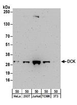 DCK Antibody in Western Blot (WB)