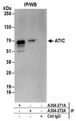 ATIC Antibody in Immunoprecipitation (IP)