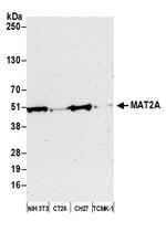 MAT2A Antibody in Western Blot (WB)