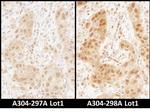 RAN Antibody in Immunohistochemistry (Paraffin) (IHC (P))