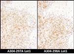 RAN Antibody in Immunohistochemistry (Paraffin) (IHC (P))