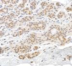 RAN Antibody in Immunohistochemistry (Paraffin) (IHC (P))