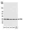 RAN Antibody in Western Blot (WB)