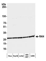 RAN Antibody in Western Blot (WB)