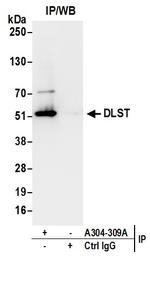 DLST Antibody in Immunoprecipitation (IP)