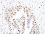 NMNAT1 Antibody in Immunohistochemistry (Paraffin) (IHC (P))