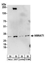 NMNAT1 Antibody in Western Blot (WB)