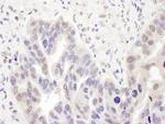 PolD2 Antibody in Immunohistochemistry (Paraffin) (IHC (P))