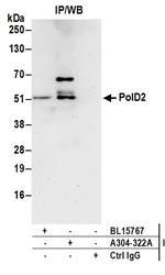 PolD2 Antibody in Immunoprecipitation (IP)