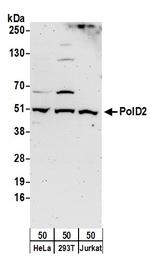 PolD2 Antibody in Western Blot (WB)