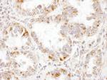 PCCA Antibody in Immunohistochemistry (Paraffin) (IHC (P))