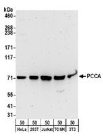 PCCA Antibody in Western Blot (WB)