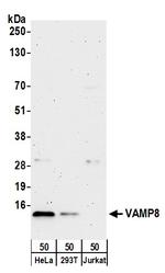 VAMP8 Antibody in Western Blot (WB)