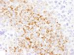 GOT2 Antibody in Immunohistochemistry (Paraffin) (IHC (P))