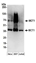 MCT1 Antibody in Western Blot (WB)