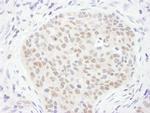 TDG Antibody in Immunohistochemistry (Paraffin) (IHC (P))