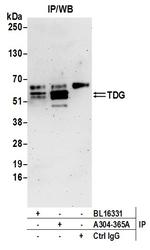 TDG Antibody in Immunoprecipitation (IP)