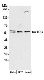 TDG Antibody in Western Blot (WB)