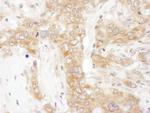 VAP-33 Antibody in Immunohistochemistry (Paraffin) (IHC (P))