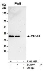 VAP-33 Antibody in Immunoprecipitation (IP)