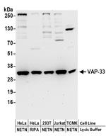 VAP-33 Antibody in Western Blot (WB)