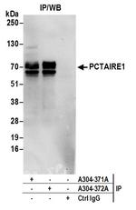 PCTAIRE1 Antibody in Immunoprecipitation (IP)